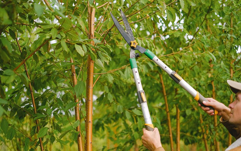 Tree trimming in Garden City, MN