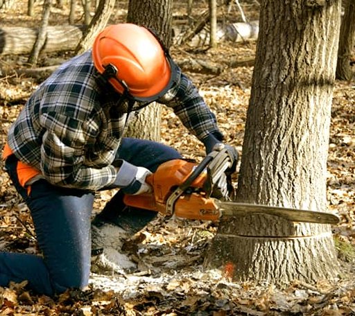 Tree Removal in Garden City, MN